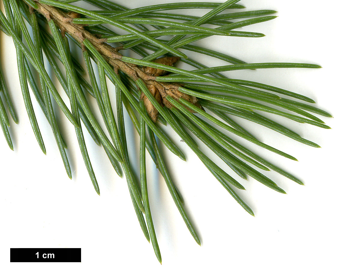 High resolution image: Family: Pinaceae - Genus: Picea - Taxon: engelmannii