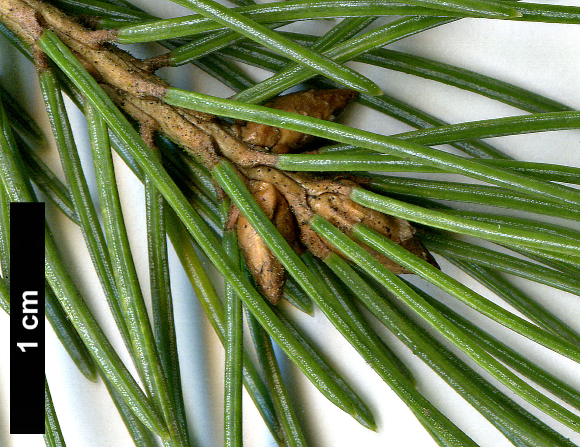 High resolution image: Family: Pinaceae - Genus: Picea - Taxon: engelmannii