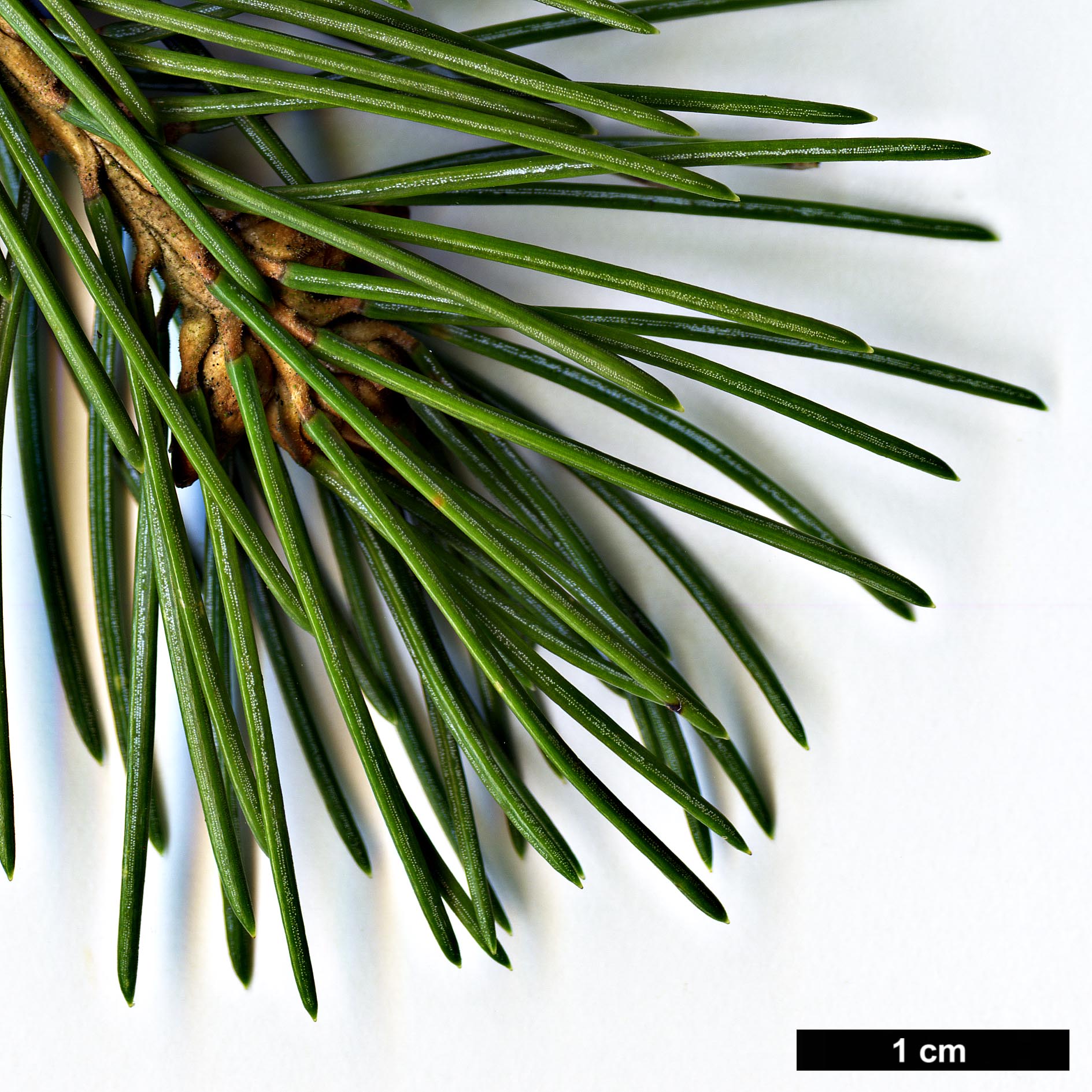 High resolution image: Family: Pinaceae - Genus: Picea - Taxon: engelmannii