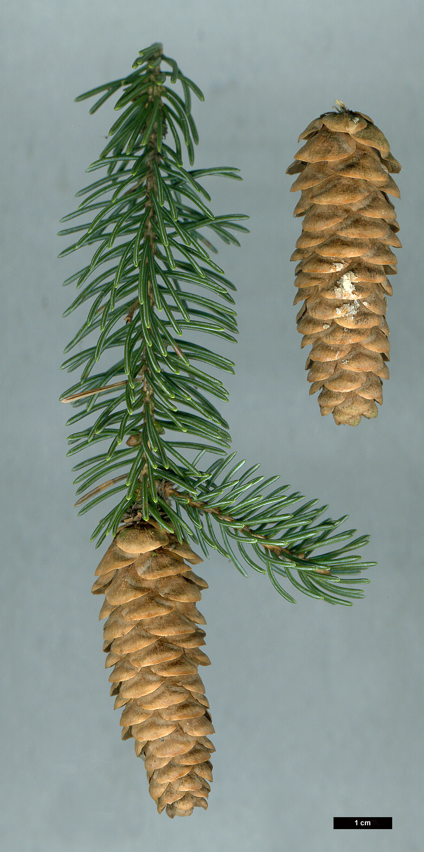 High resolution image: Family: Pinaceae - Genus: Picea - Taxon: glauca