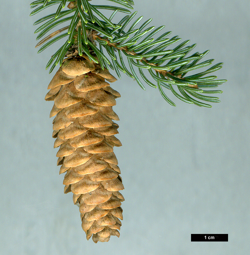 High resolution image: Family: Pinaceae - Genus: Picea - Taxon: glauca