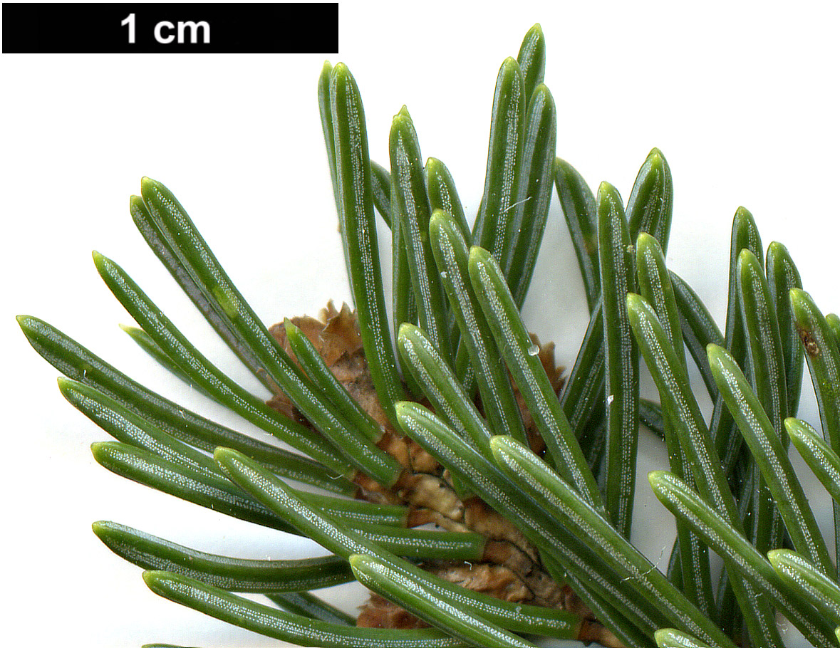 High resolution image: Family: Pinaceae - Genus: Picea - Taxon: glauca