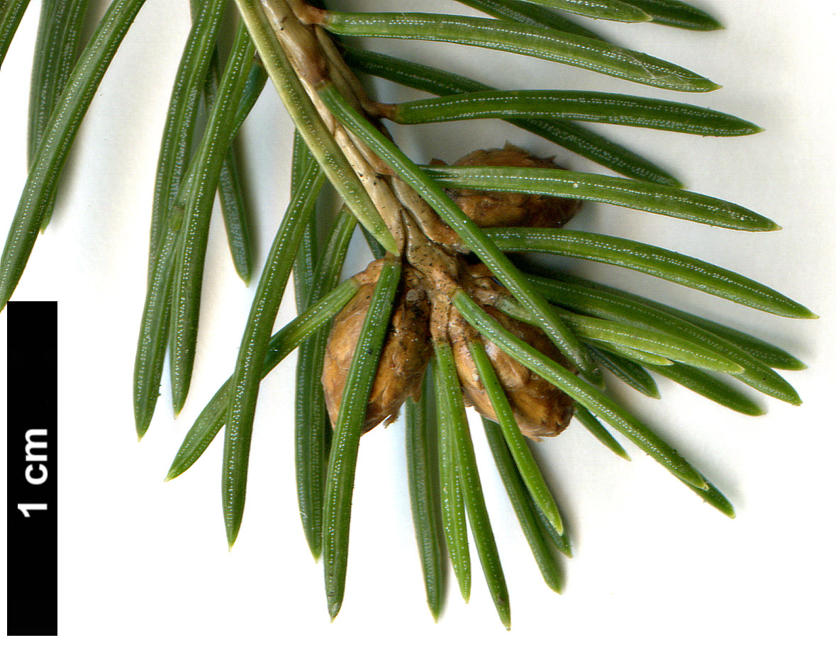 High resolution image: Family: Pinaceae - Genus: Picea - Taxon: glauca