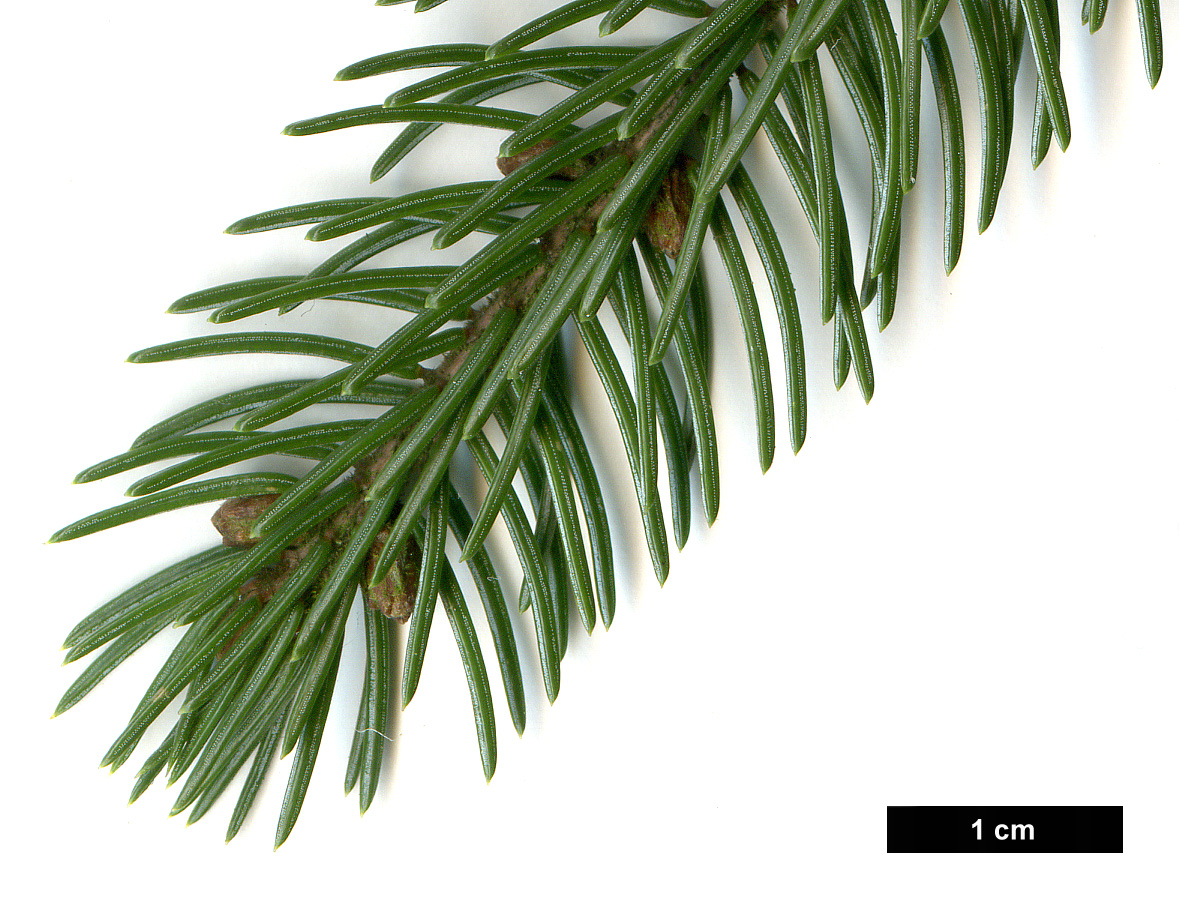 High resolution image: Family: Pinaceae - Genus: Picea - Taxon: glehnii