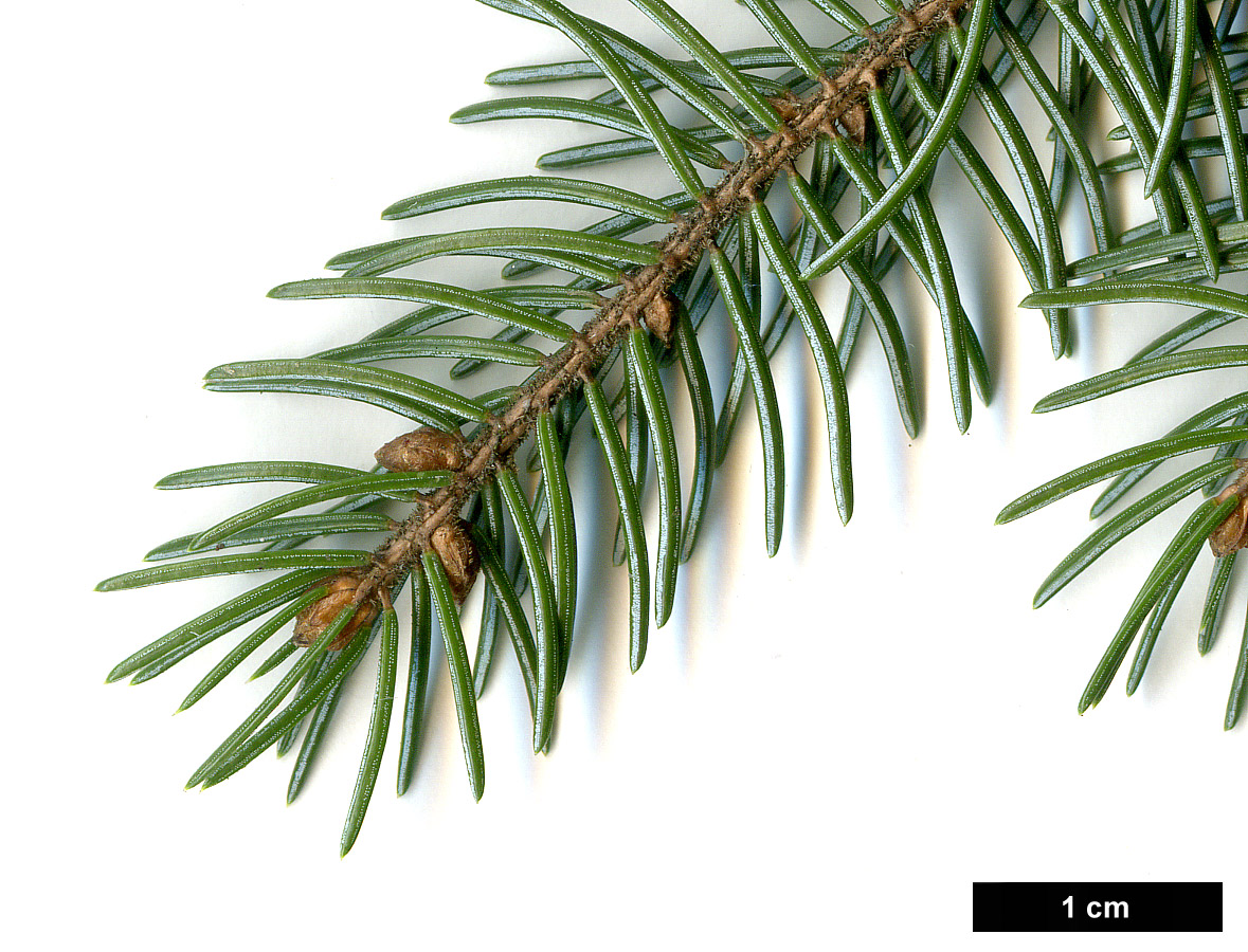 High resolution image: Family: Pinaceae - Genus: Picea - Taxon: glehnii