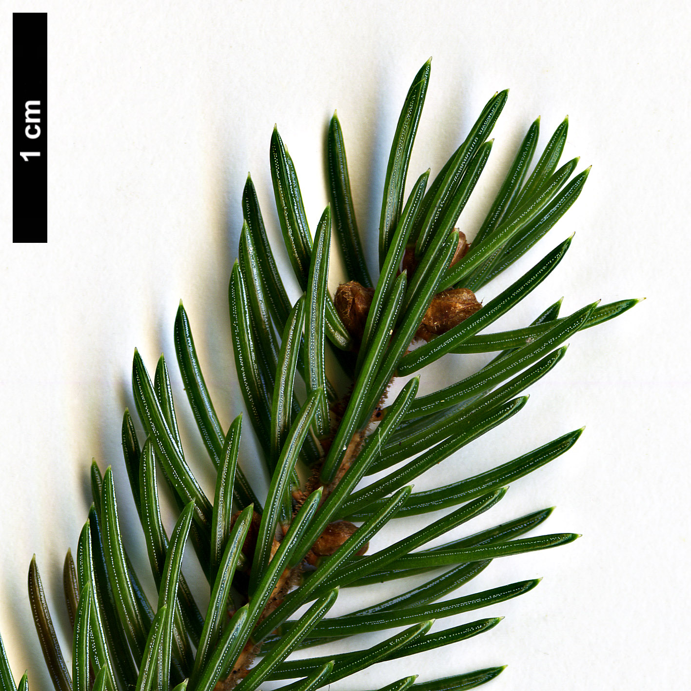 High resolution image: Family: Pinaceae - Genus: Picea - Taxon: glehnii