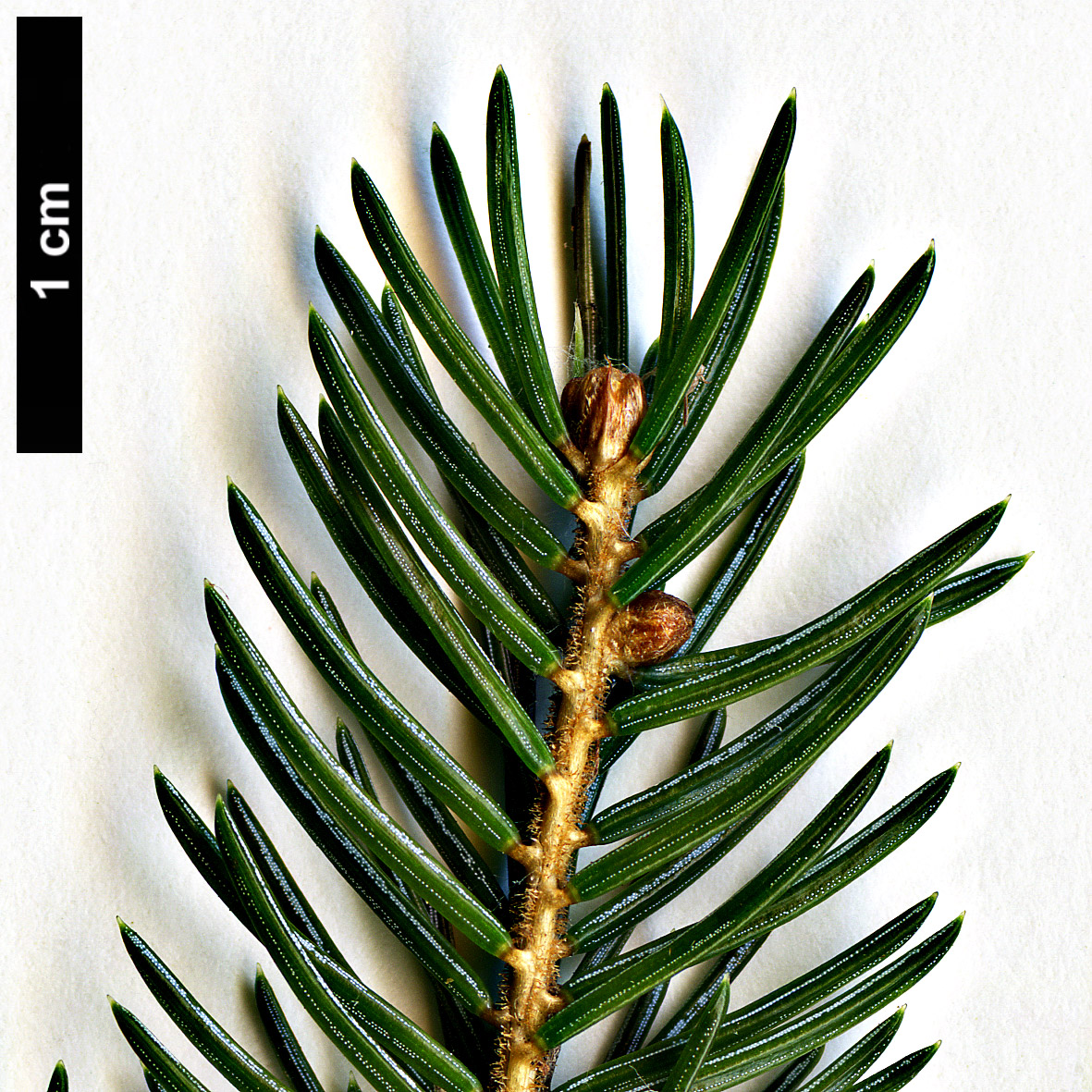 High resolution image: Family: Pinaceae - Genus: Picea - Taxon: glehnii