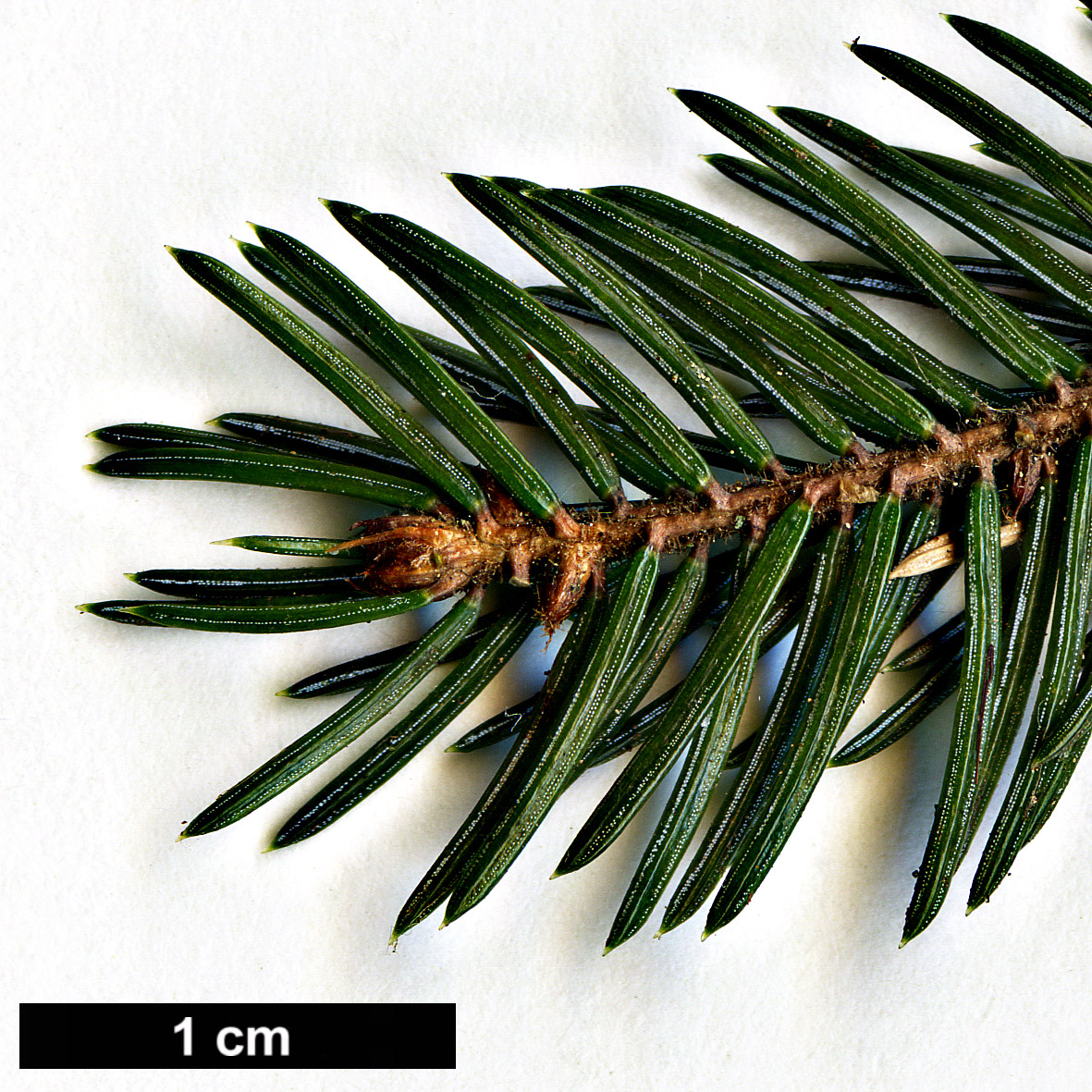 High resolution image: Family: Pinaceae - Genus: Picea - Taxon: glehnii