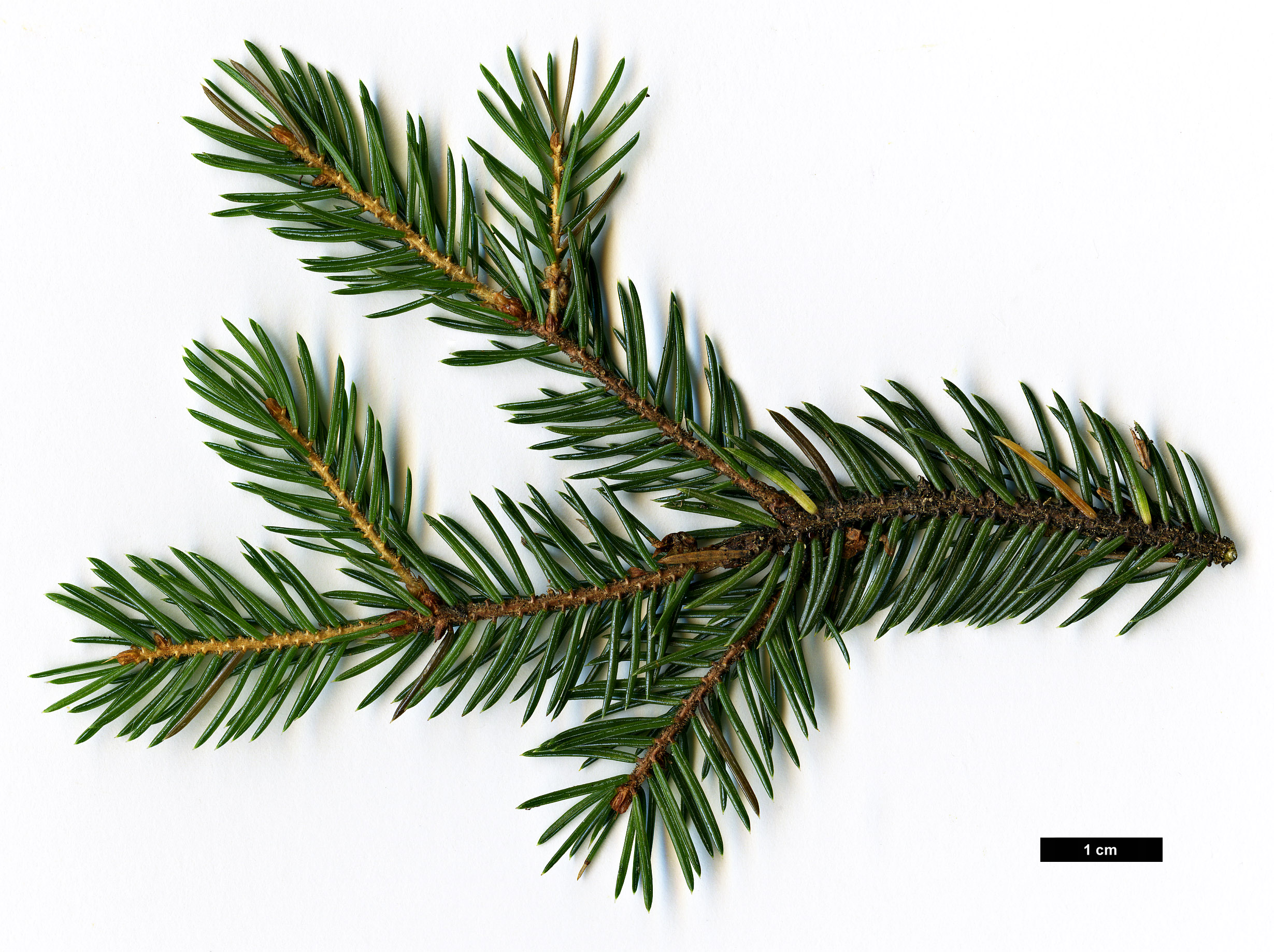 High resolution image: Family: Pinaceae - Genus: Picea - Taxon: glehnii