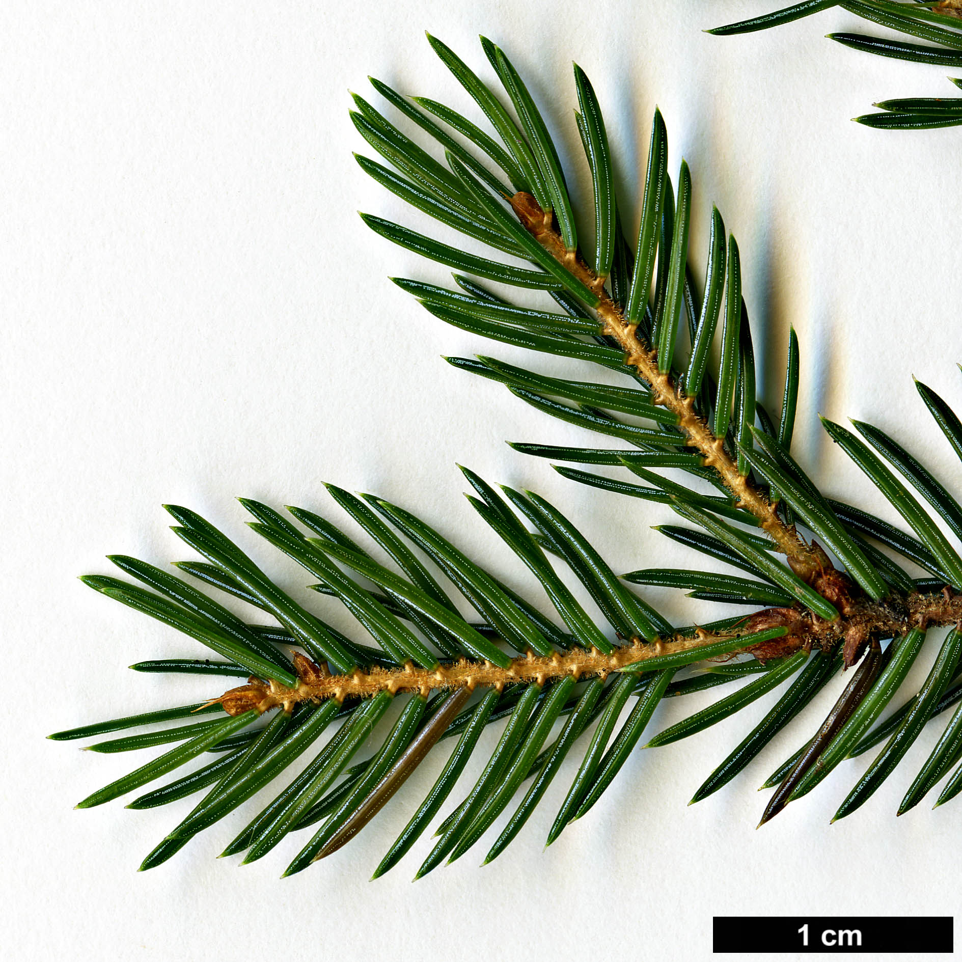 High resolution image: Family: Pinaceae - Genus: Picea - Taxon: glehnii