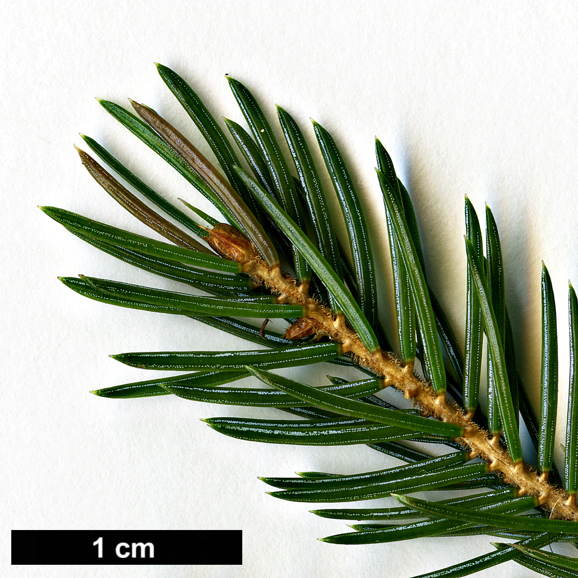 High resolution image: Family: Pinaceae - Genus: Picea - Taxon: glehnii