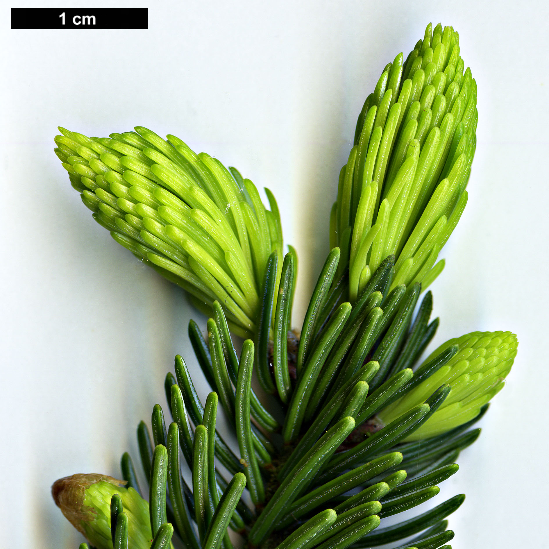 High resolution image: Family: Pinaceae - Genus: Picea - Taxon: glehnii