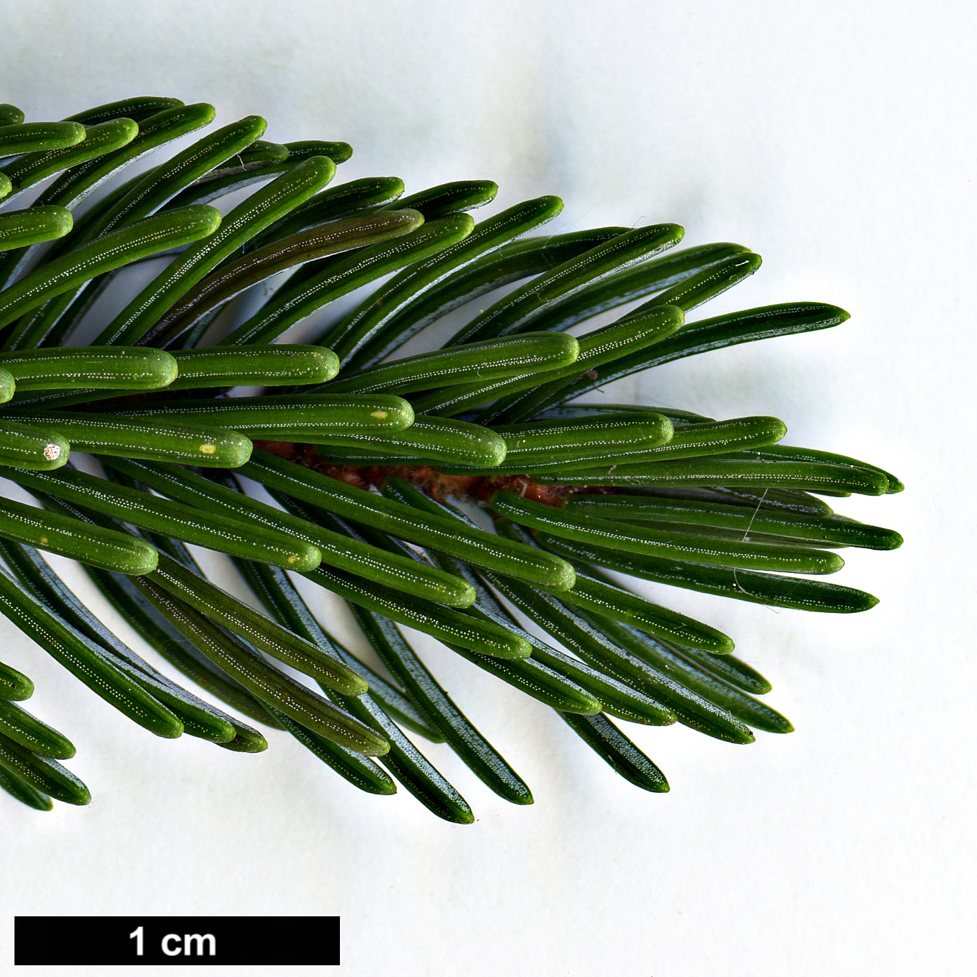 High resolution image: Family: Pinaceae - Genus: Picea - Taxon: glehnii