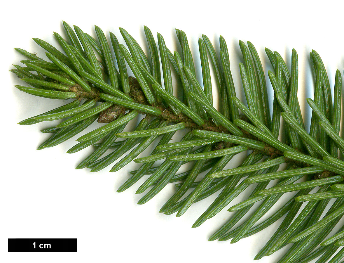 High resolution image: Family: Pinaceae - Genus: Picea - Taxon: glehnii