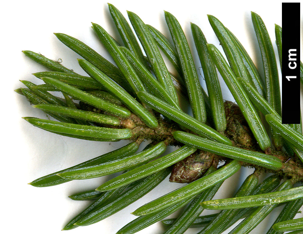 High resolution image: Family: Pinaceae - Genus: Picea - Taxon: glehnii