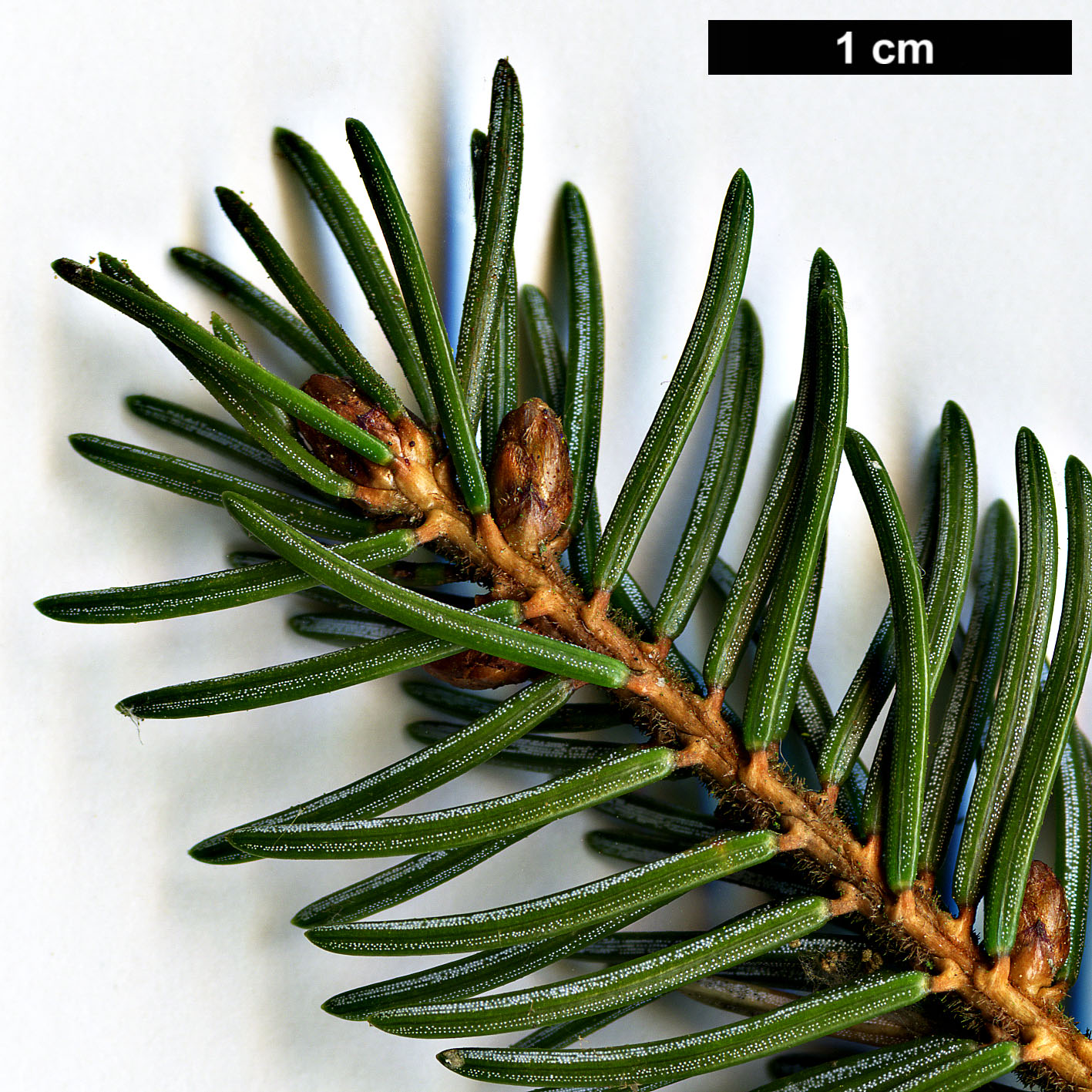 High resolution image: Family: Pinaceae - Genus: Picea - Taxon: glehnii