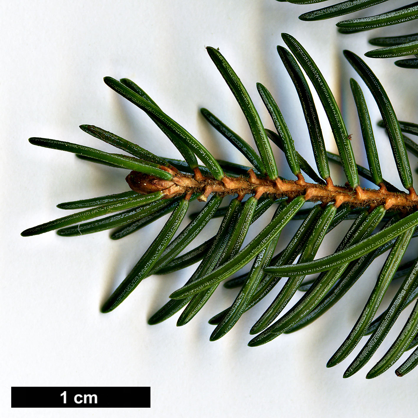 High resolution image: Family: Pinaceae - Genus: Picea - Taxon: glehnii