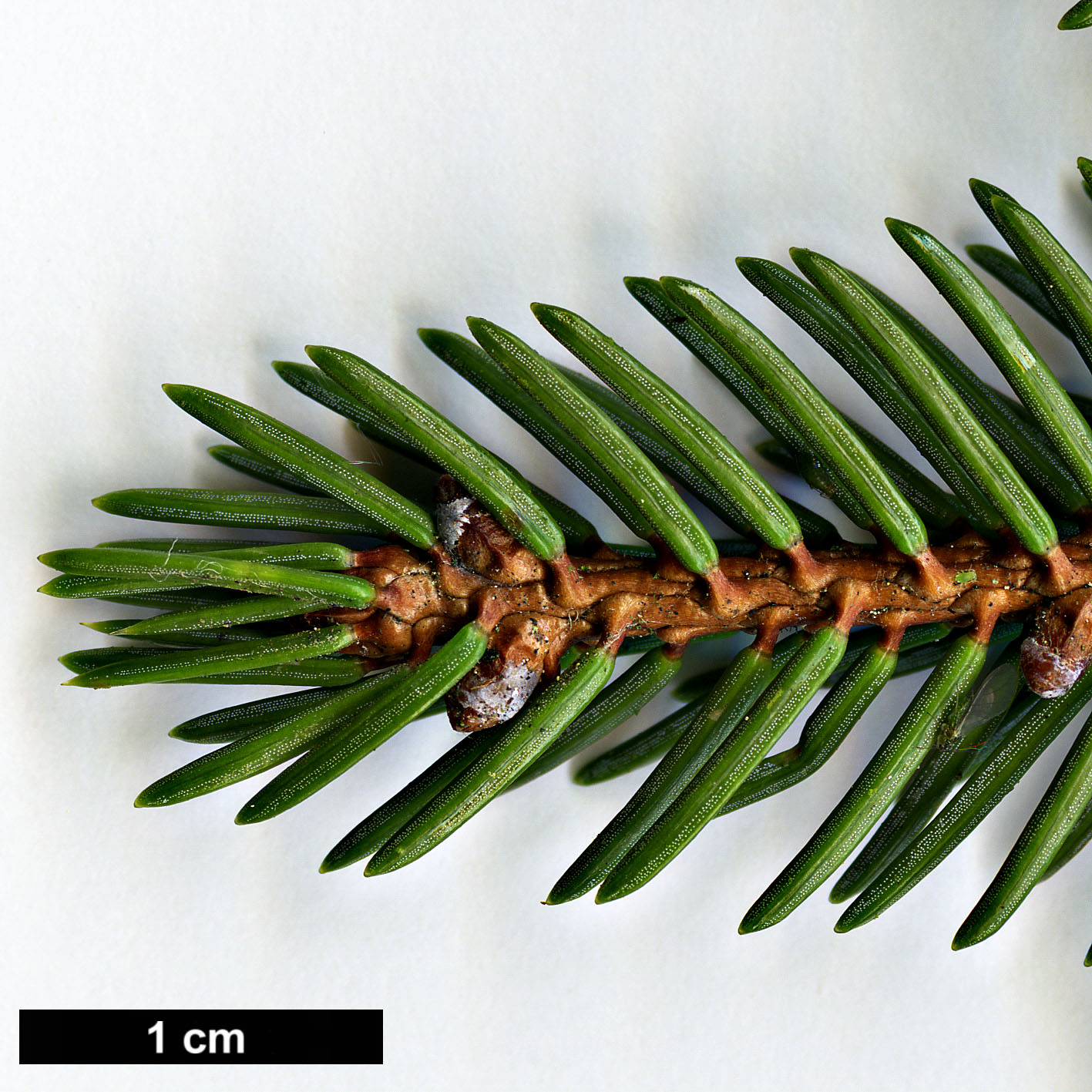 High resolution image: Family: Pinaceae - Genus: Picea - Taxon: koyamae