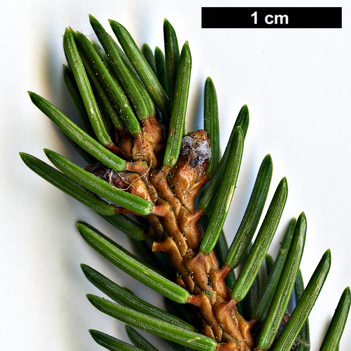 High resolution image: Family: Pinaceae - Genus: Picea - Taxon: koyamae