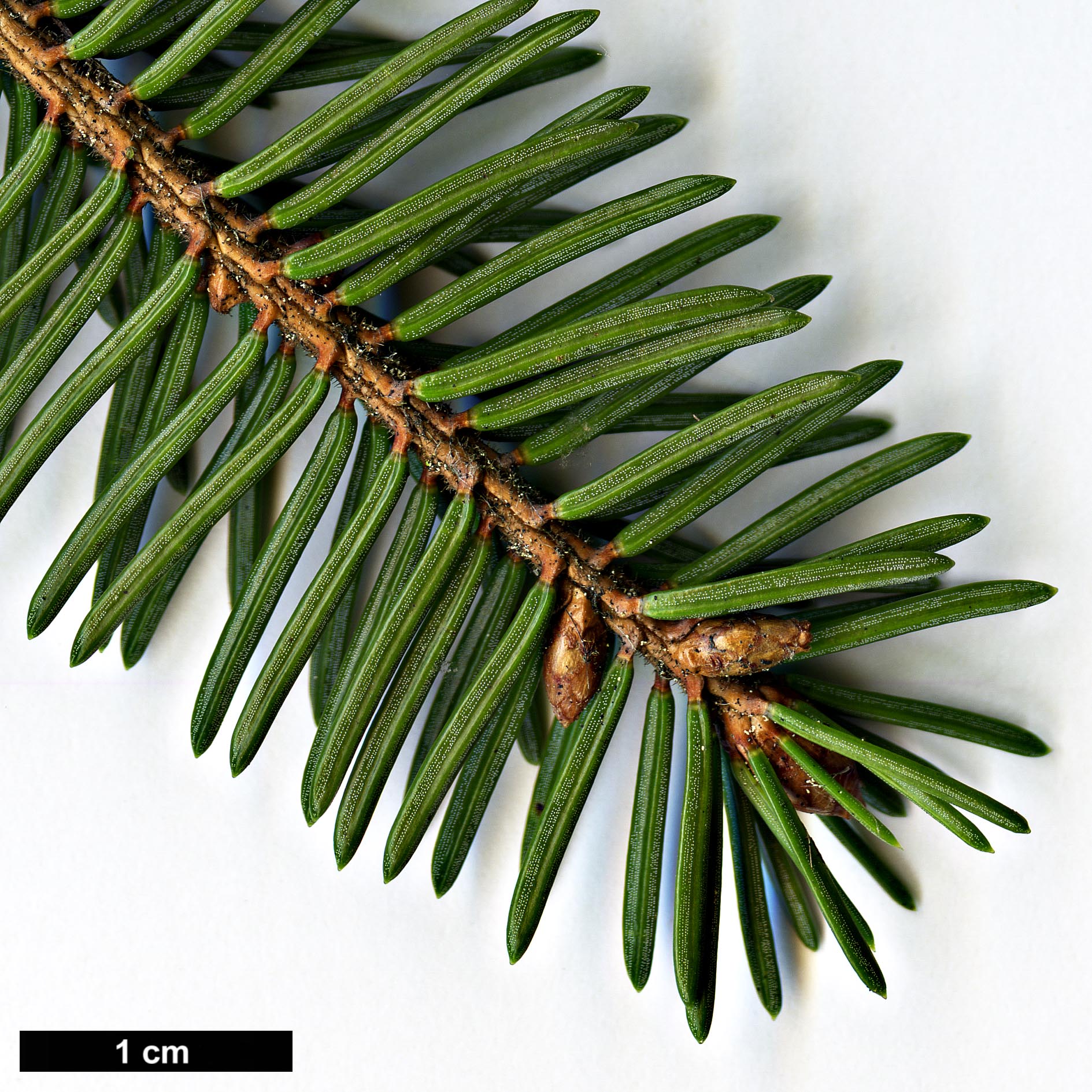 High resolution image: Family: Pinaceae - Genus: Picea - Taxon: koyamae