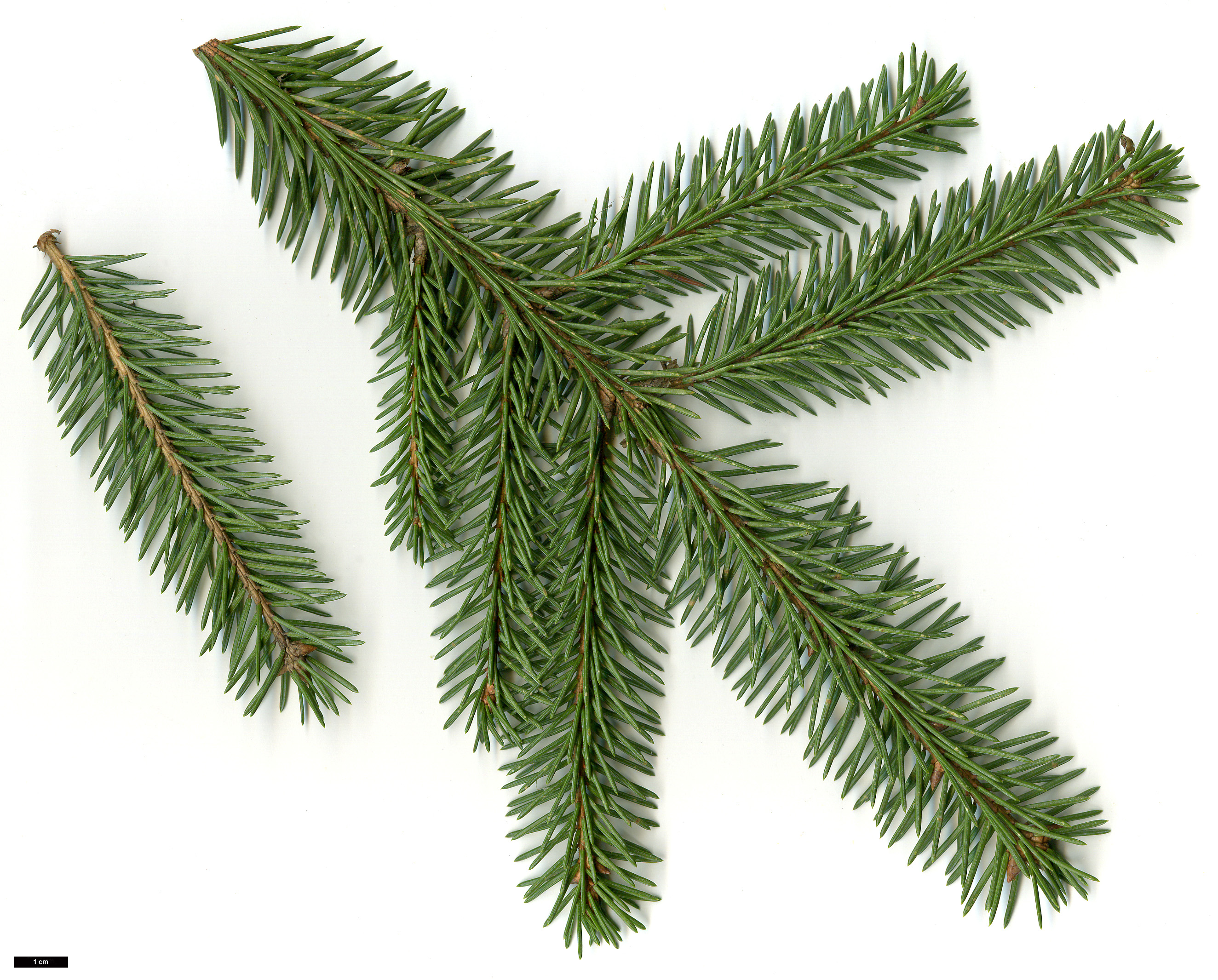 High resolution image: Family: Pinaceae - Genus: Picea - Taxon: koyamae