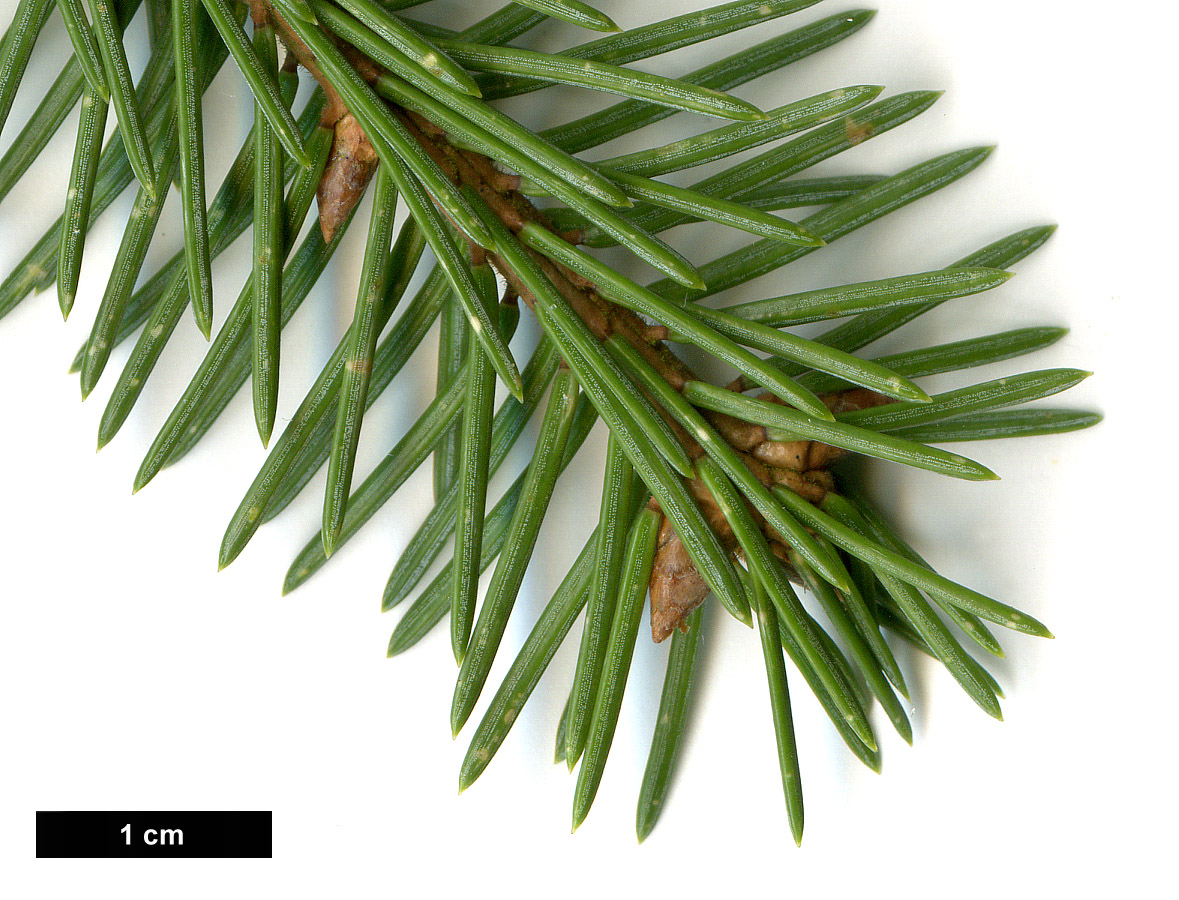 High resolution image: Family: Pinaceae - Genus: Picea - Taxon: koyamae