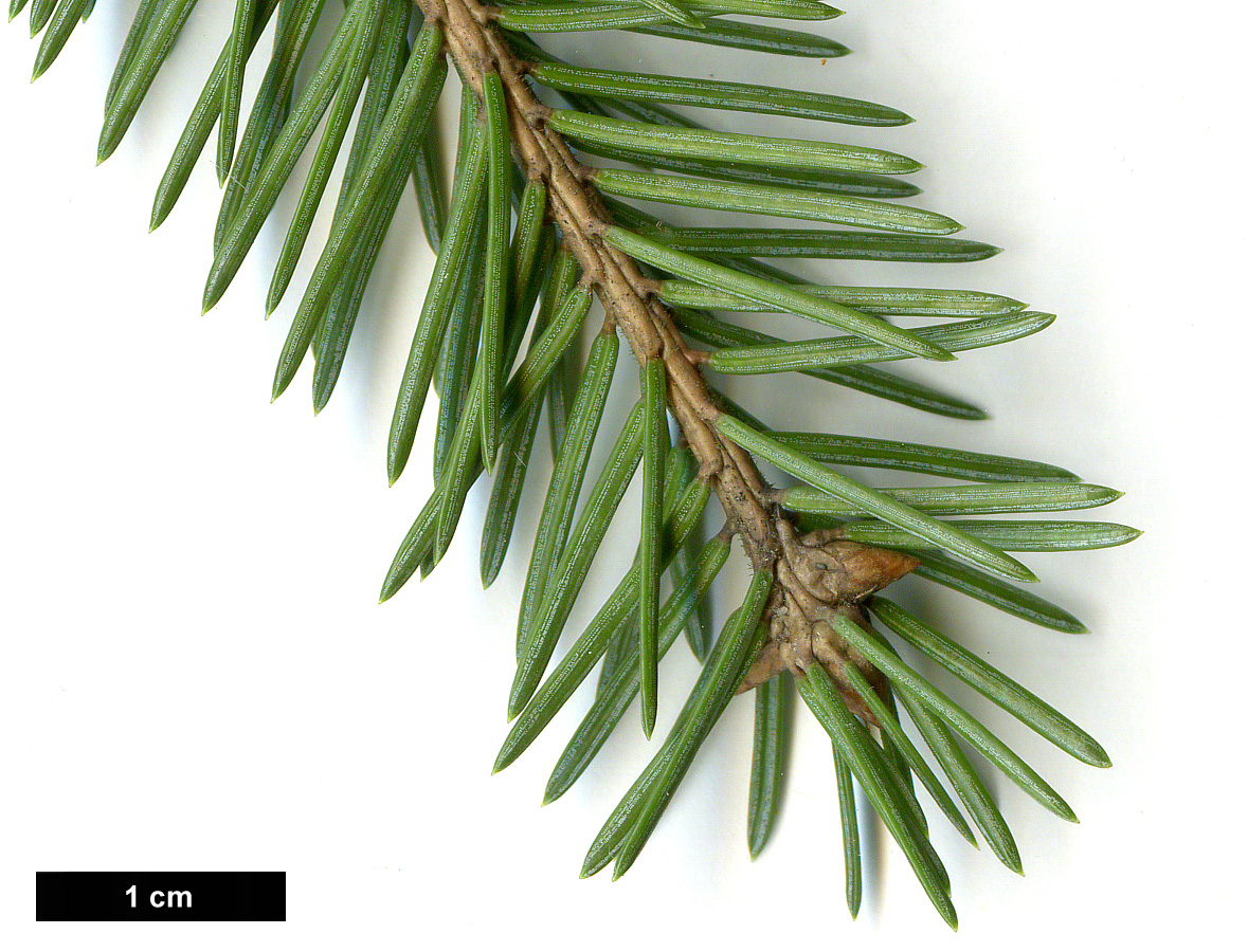 High resolution image: Family: Pinaceae - Genus: Picea - Taxon: koyamae