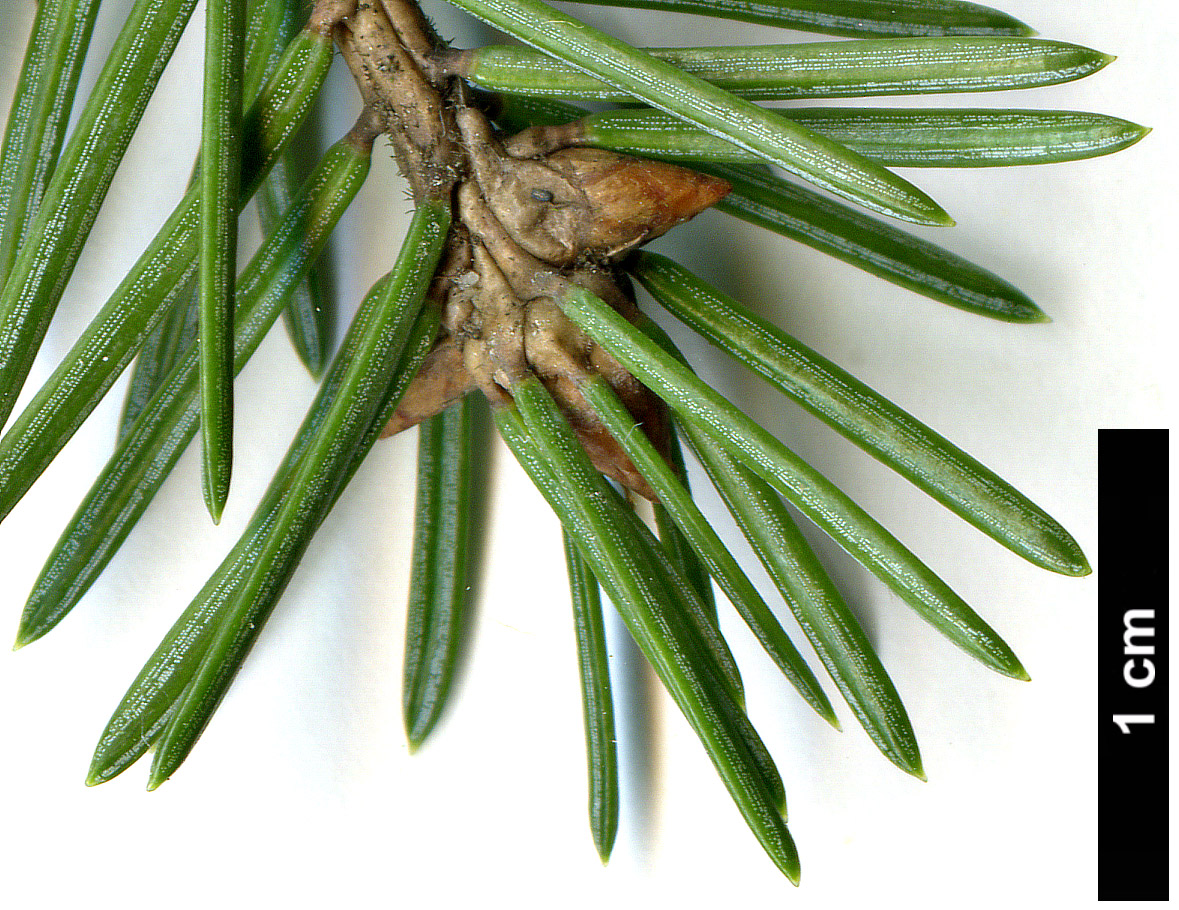 High resolution image: Family: Pinaceae - Genus: Picea - Taxon: koyamae