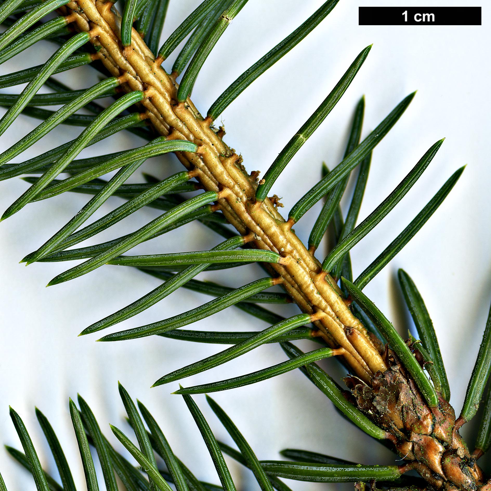 High resolution image: Family: Pinaceae - Genus: Picea - Taxon: koyamae