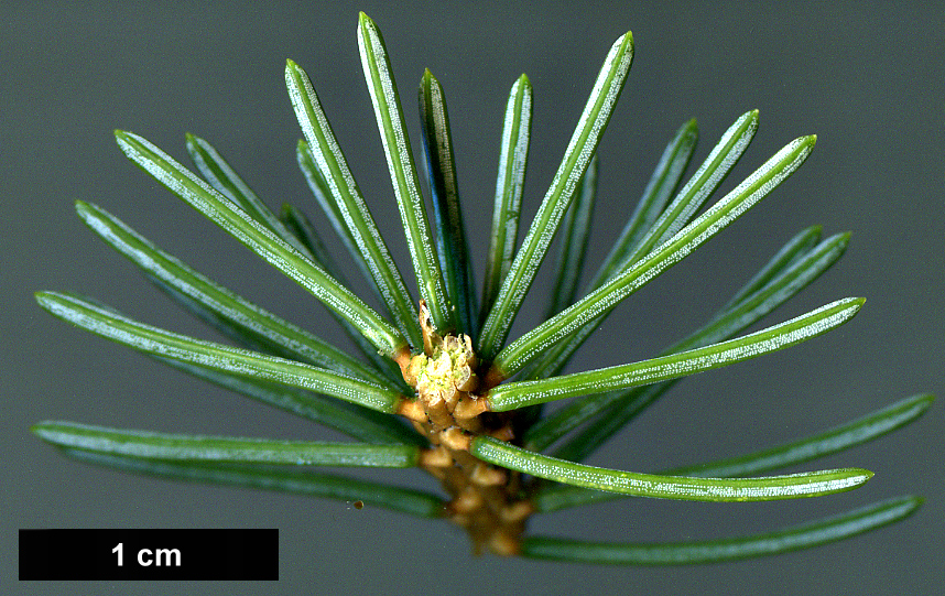 High resolution image: Family: Pinaceae - Genus: Picea - Taxon: koyamae