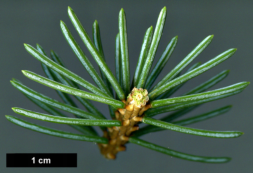 High resolution image: Family: Pinaceae - Genus: Picea - Taxon: koyamae