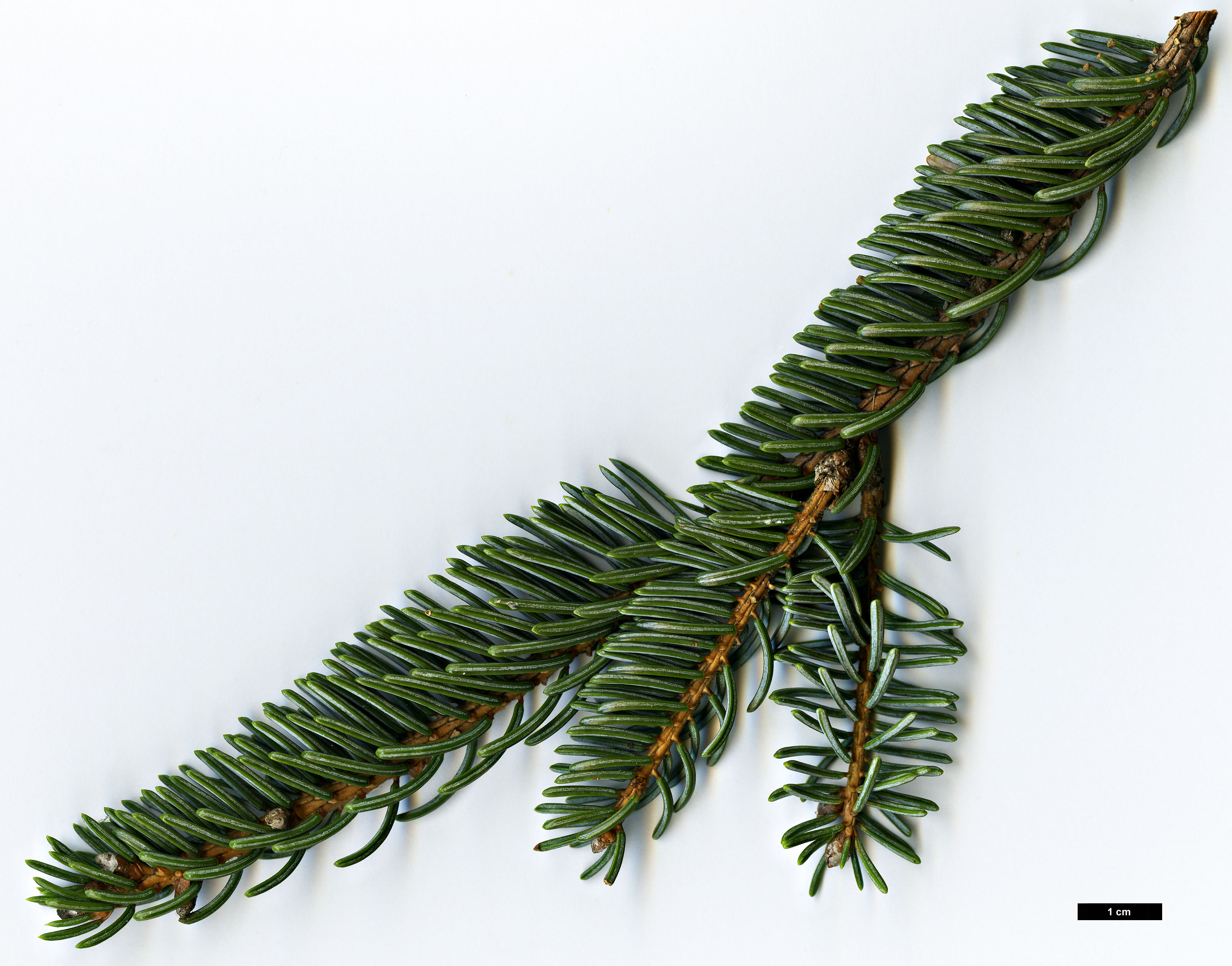 High resolution image: Family: Pinaceae - Genus: Picea - Taxon: koyamae