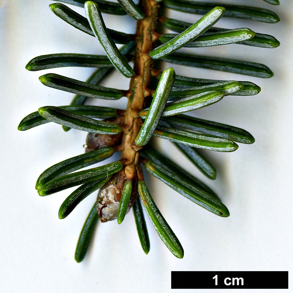 High resolution image: Family: Pinaceae - Genus: Picea - Taxon: koyamae