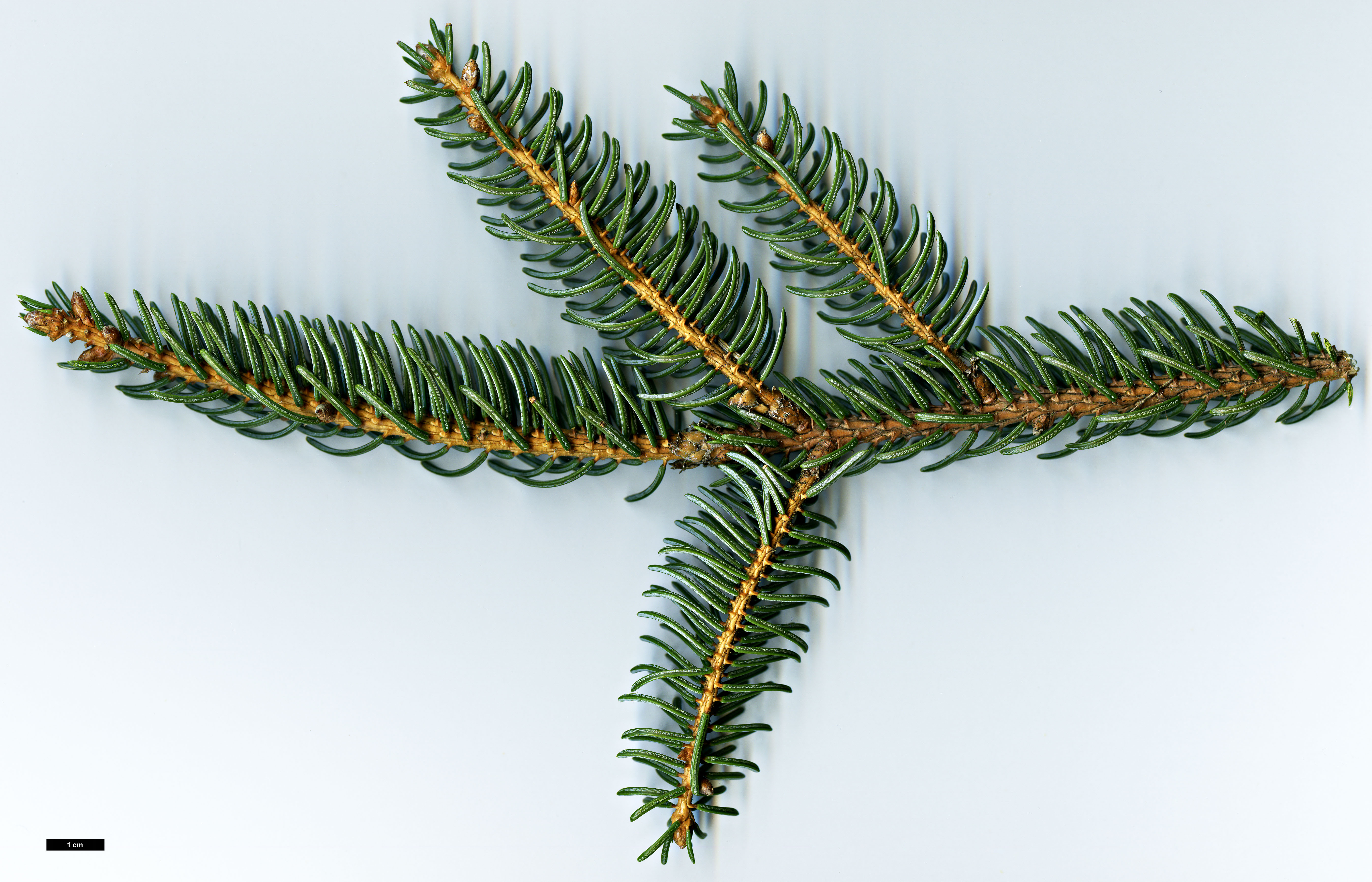 High resolution image: Family: Pinaceae - Genus: Picea - Taxon: koyamae