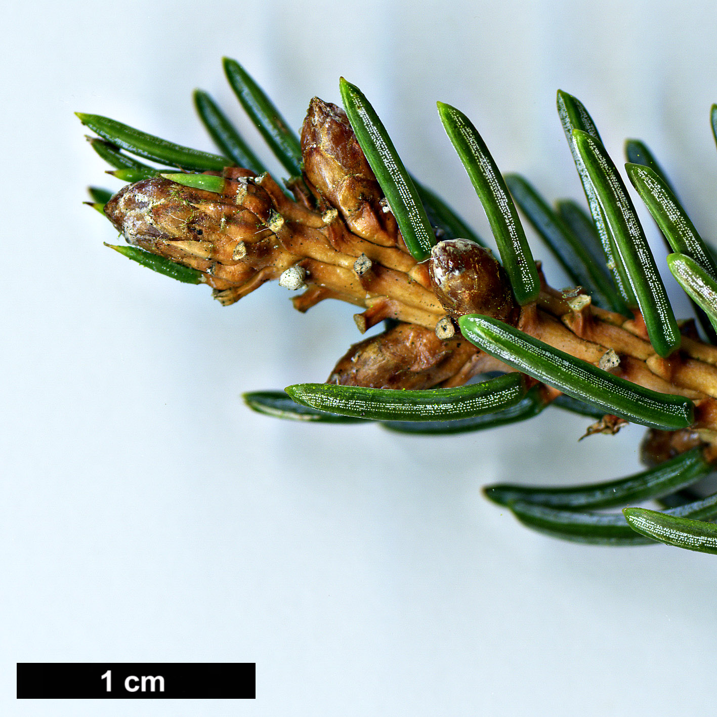 High resolution image: Family: Pinaceae - Genus: Picea - Taxon: koyamae