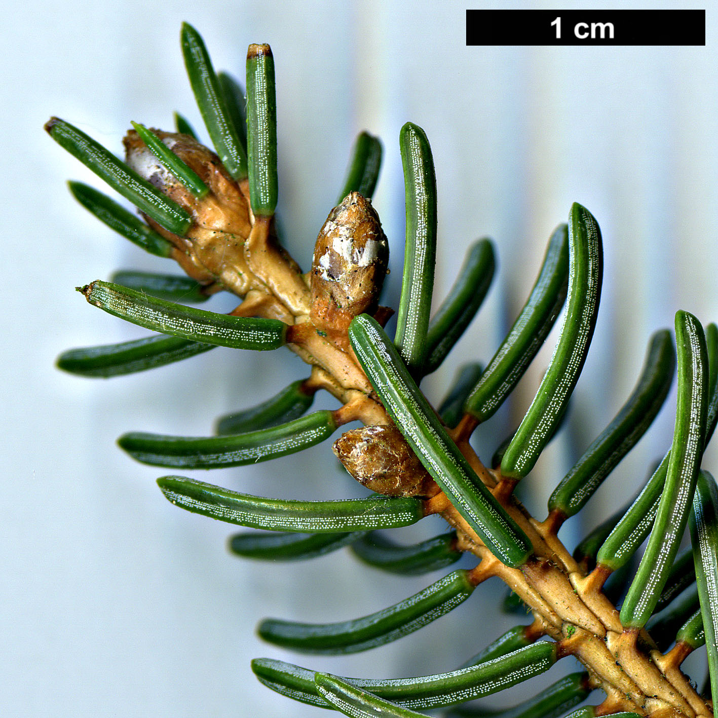 High resolution image: Family: Pinaceae - Genus: Picea - Taxon: koyamae