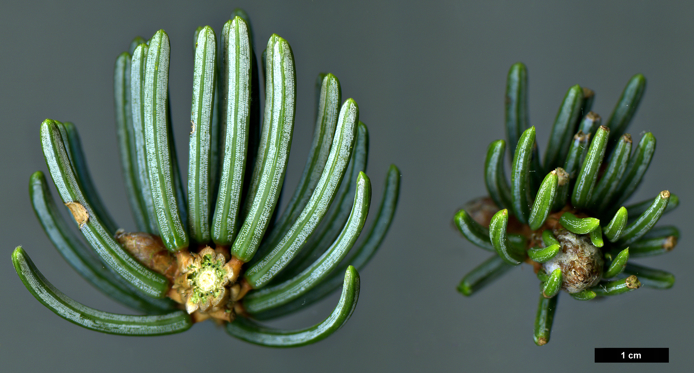 High resolution image: Family: Pinaceae - Genus: Picea - Taxon: koyamae