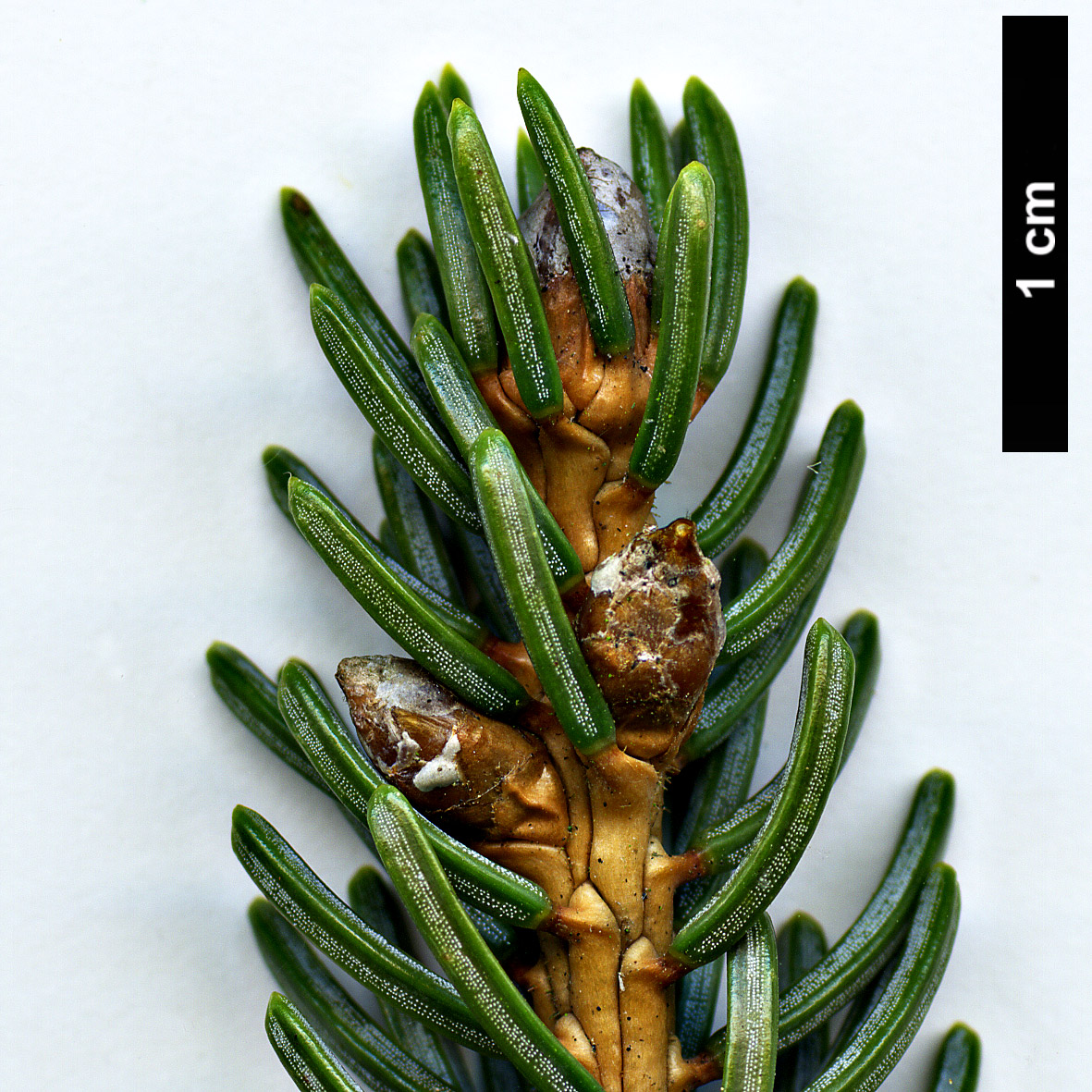 High resolution image: Family: Pinaceae - Genus: Picea - Taxon: koyamae