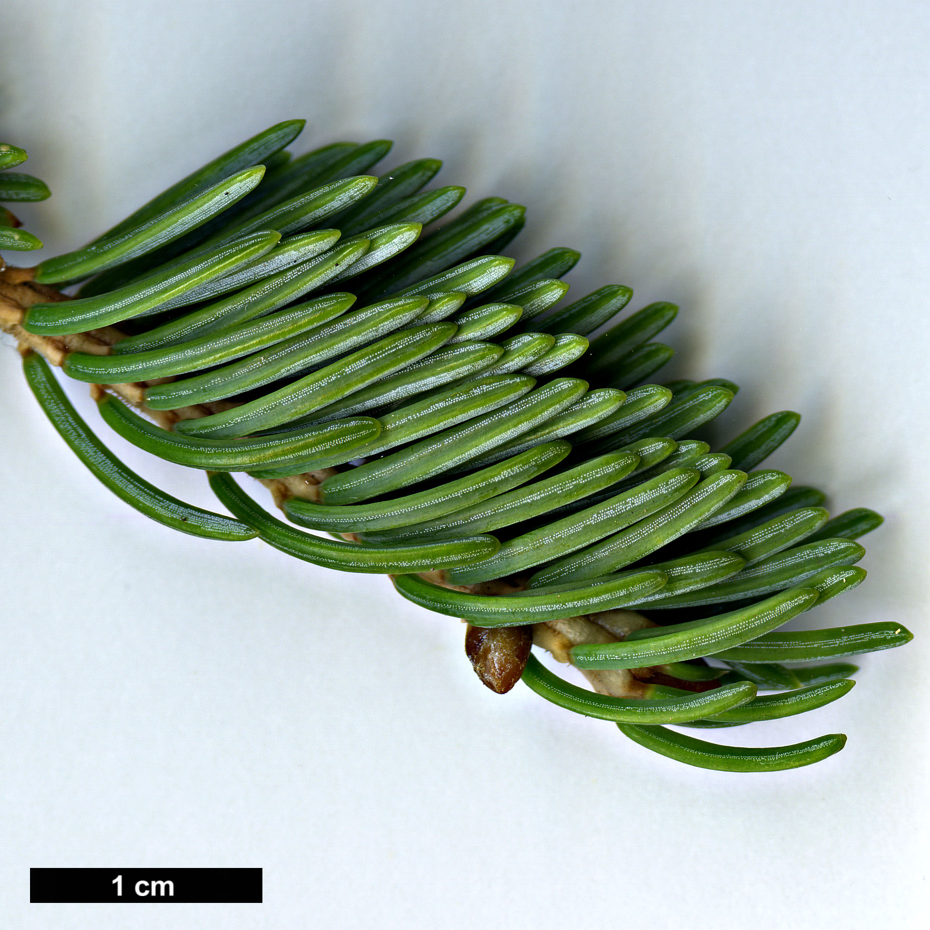 High resolution image: Family: Pinaceae - Genus: Picea - Taxon: koyamae