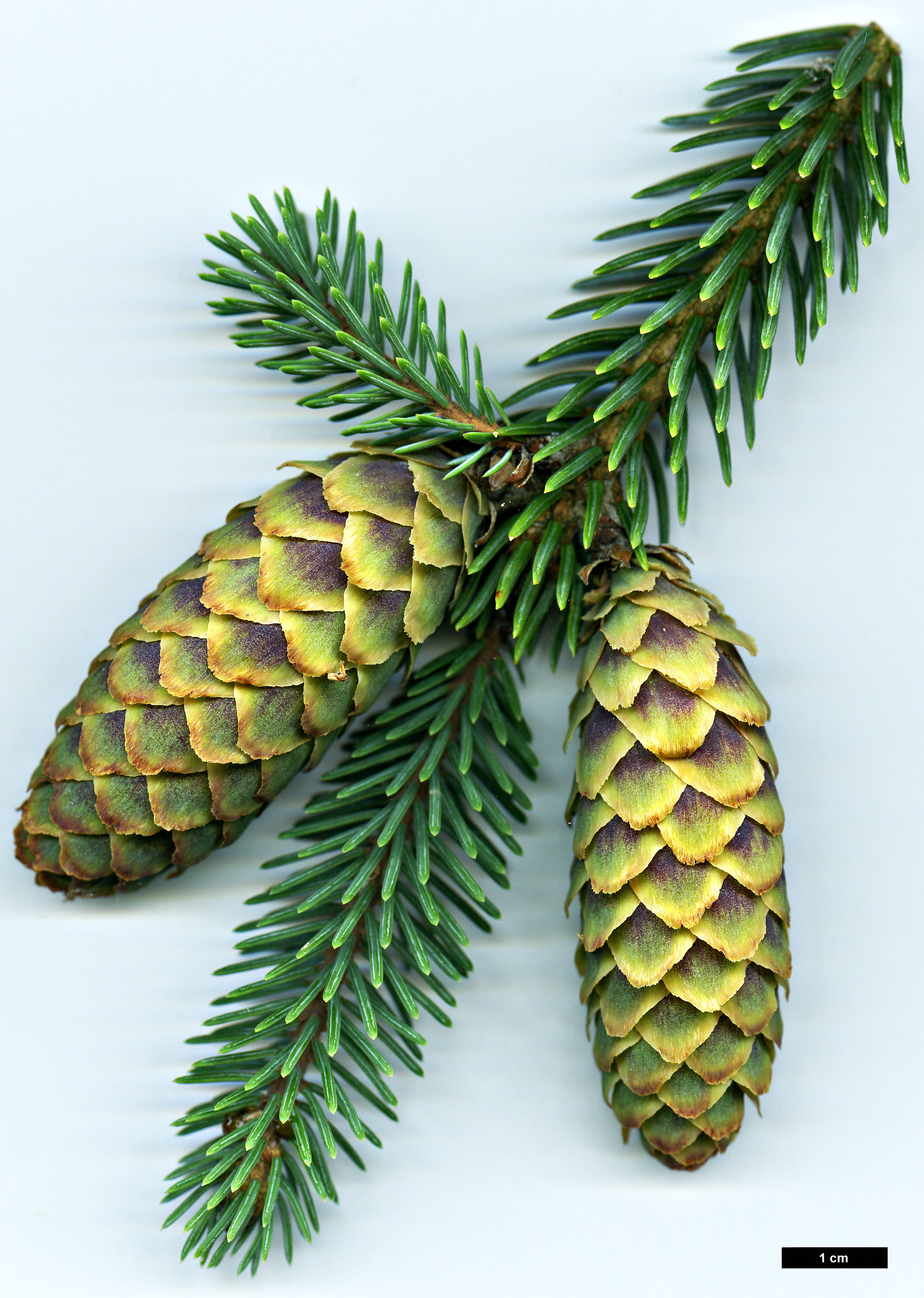 High resolution image: Family: Pinaceae - Genus: Picea - Taxon: likiangensis