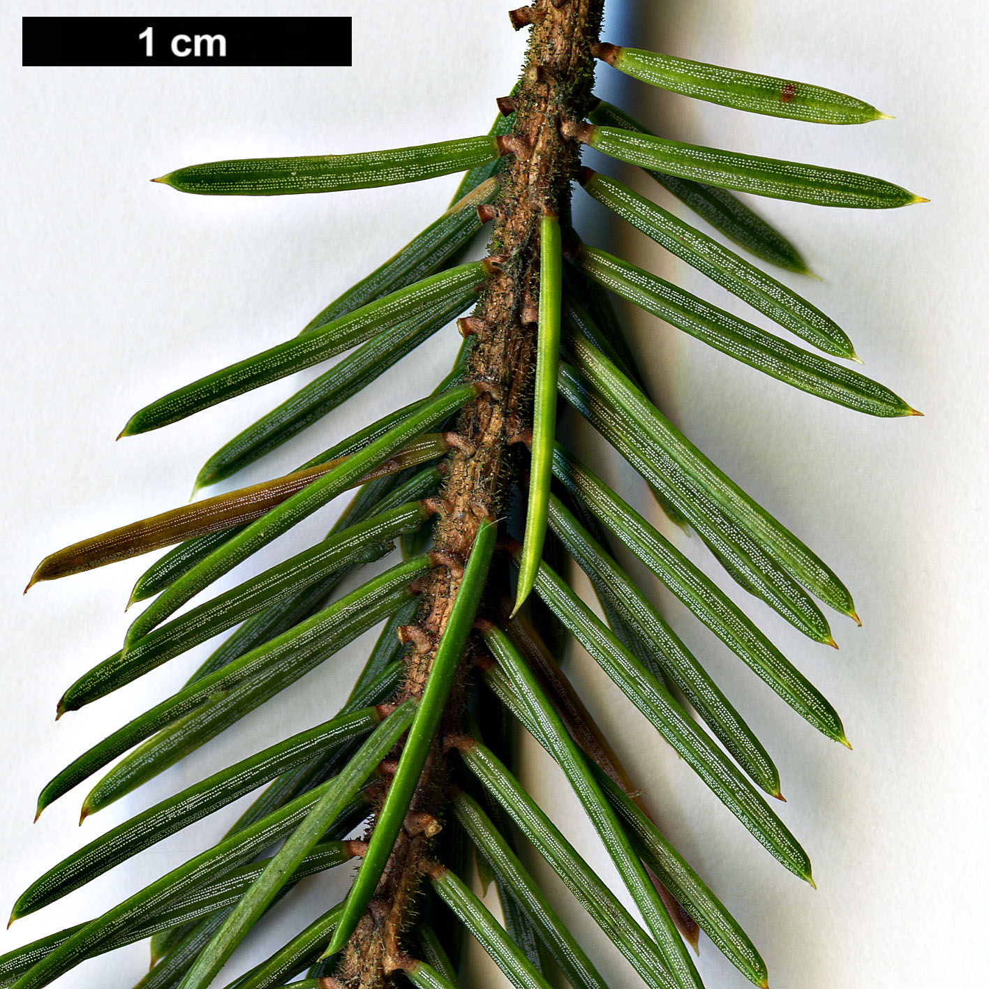 High resolution image: Family: Pinaceae - Genus: Picea - Taxon: linzhiensis