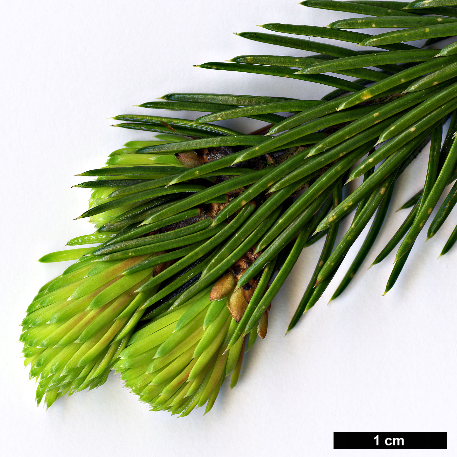 High resolution image: Family: Pinaceae - Genus: Picea - Taxon: linzhiensis