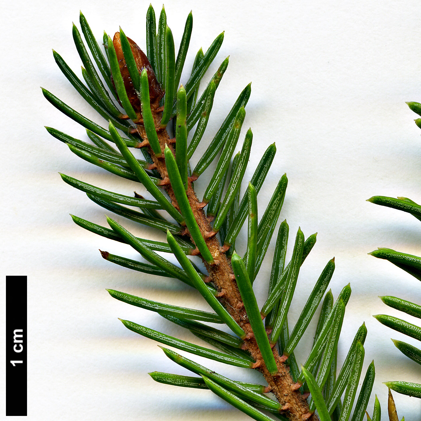 High resolution image: Family: Pinaceae - Genus: Picea - Taxon: linzhiensis