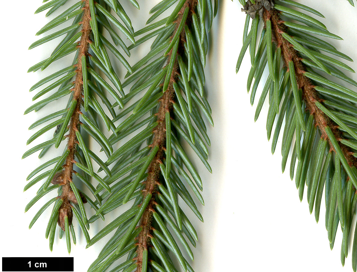 High resolution image: Family: Pinaceae - Genus: Picea - Taxon: mariana - SpeciesSub: 'Doumetii'