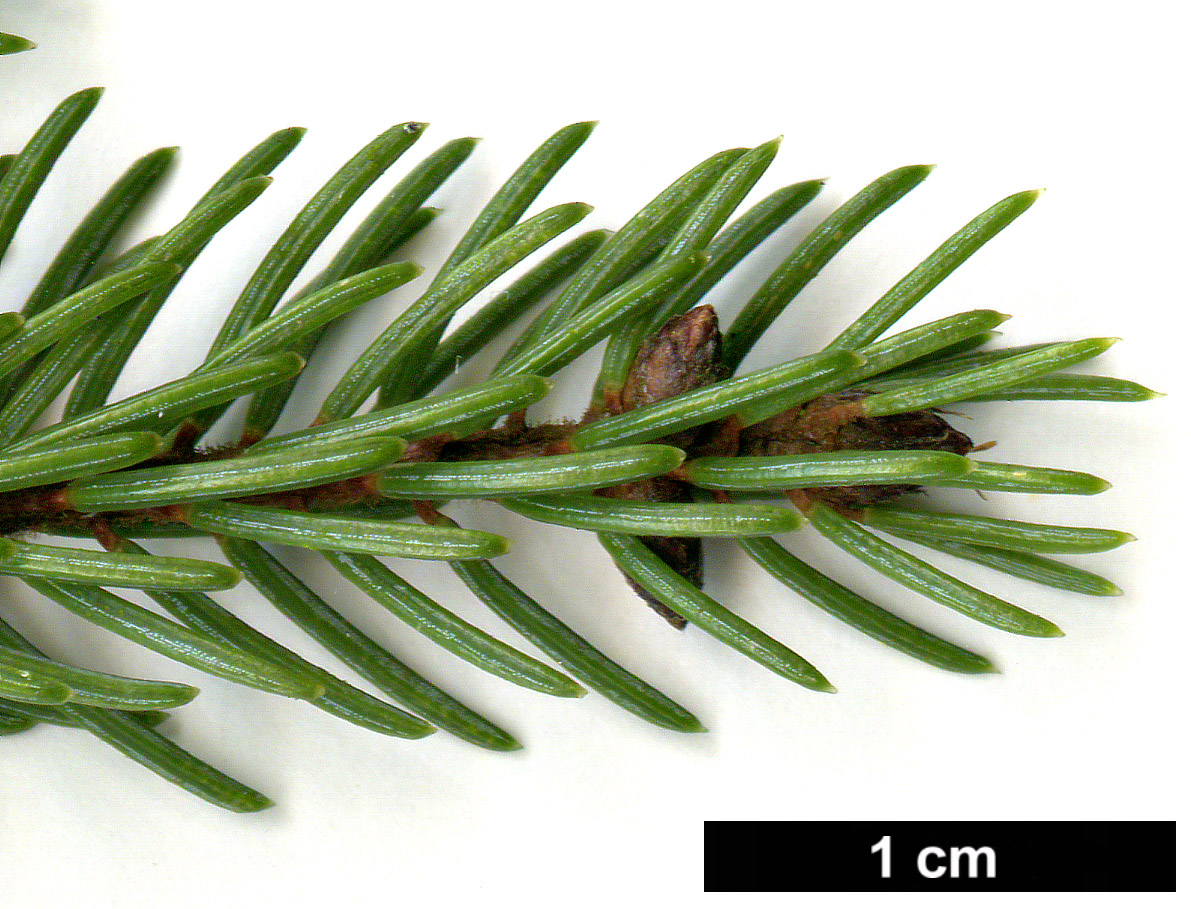 High resolution image: Family: Pinaceae - Genus: Picea - Taxon: mariana - SpeciesSub: 'Doumetii'