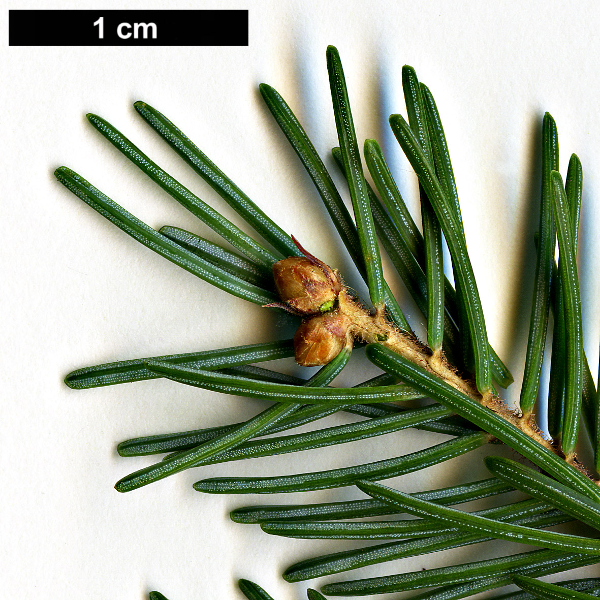 High resolution image: Family: Pinaceae - Genus: Picea - Taxon: mariana