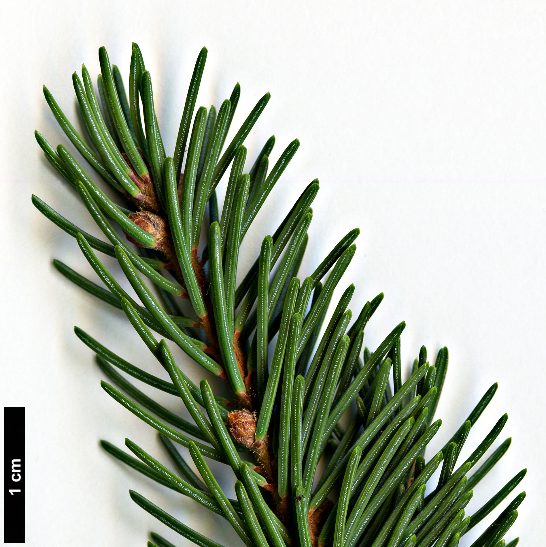 High resolution image: Family: Pinaceae - Genus: Picea - Taxon: mariana