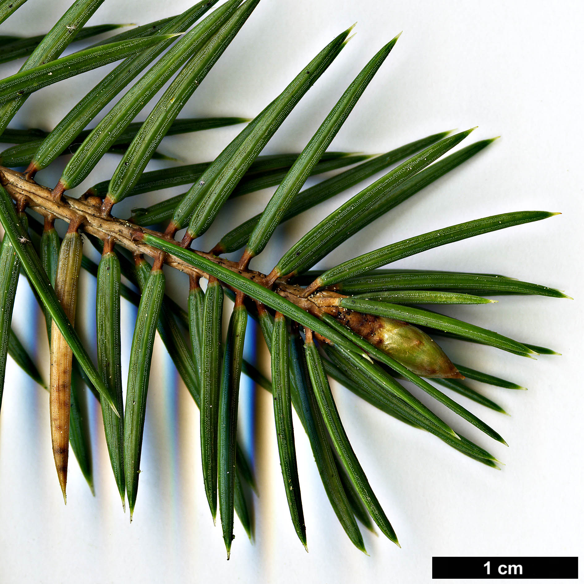 High resolution image: Family: Pinaceae - Genus: Picea - Taxon: martinezii