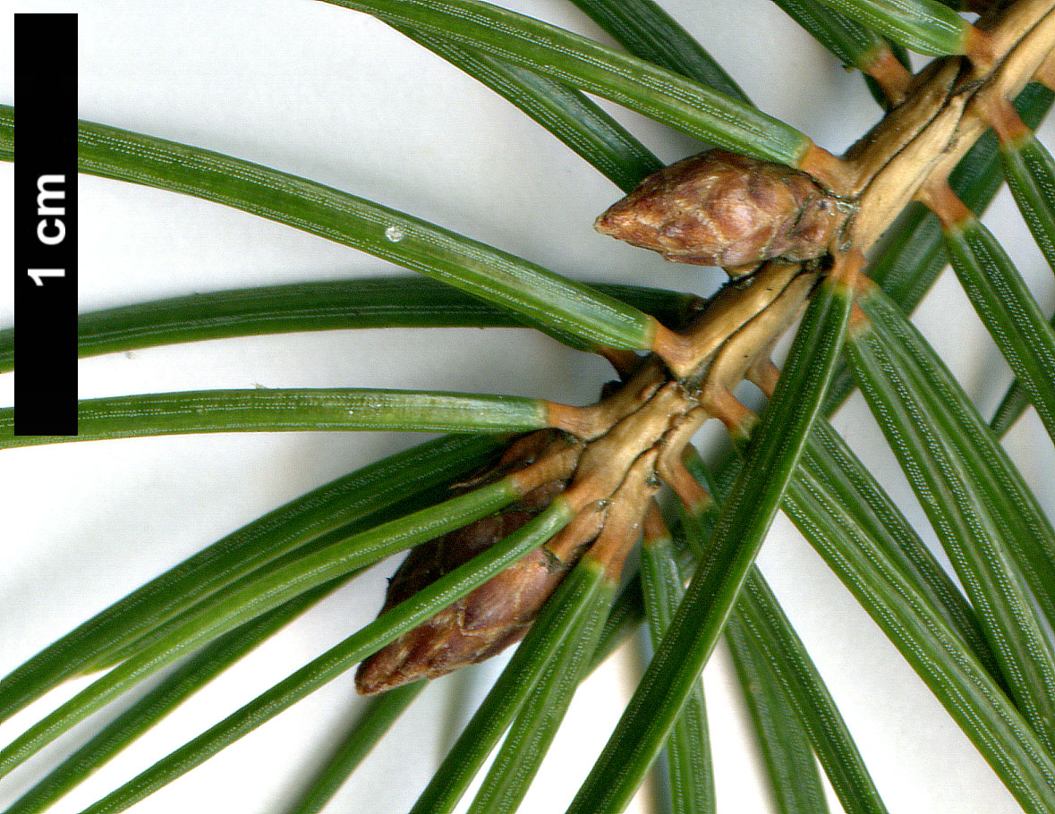 High resolution image: Family: Pinaceae - Genus: Picea - Taxon: martinezii