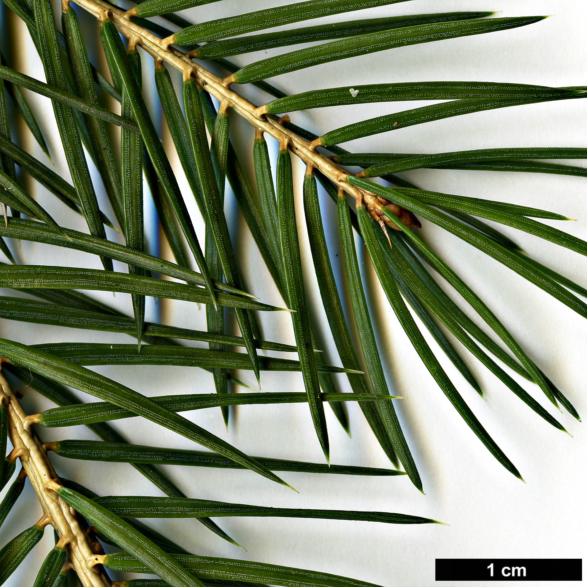 High resolution image: Family: Pinaceae - Genus: Picea - Taxon: martinezii